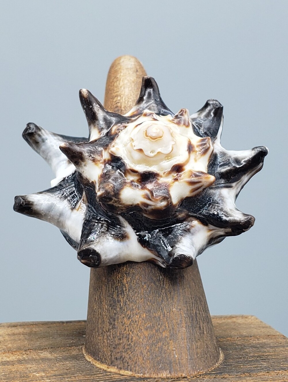 Unique Pacific Vase Seashell Ring- Vasum Turbinellus - Handcrafted Coastal Beach